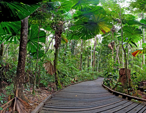 Daintree Rainforest