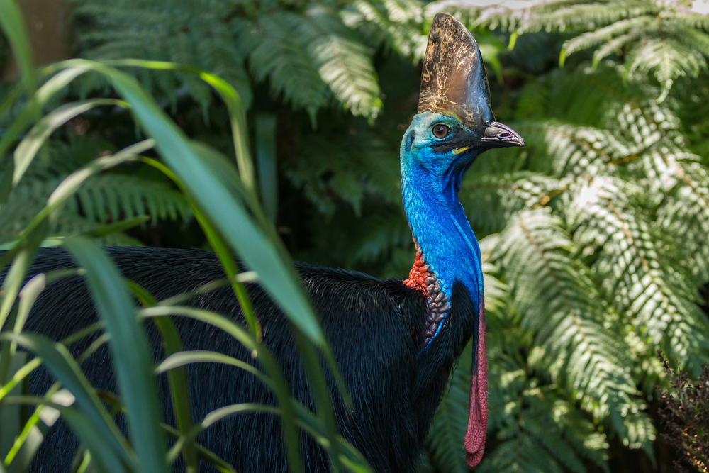 peacock