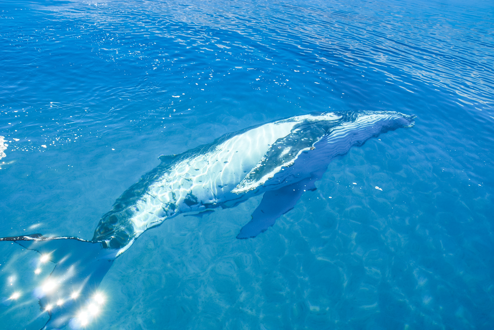 Whale Watching Hervey Bay