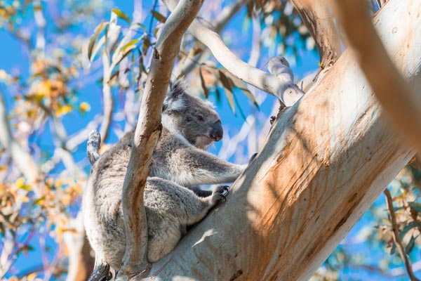 Great Otway park