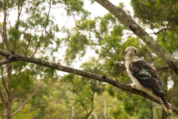 Lane Cove park