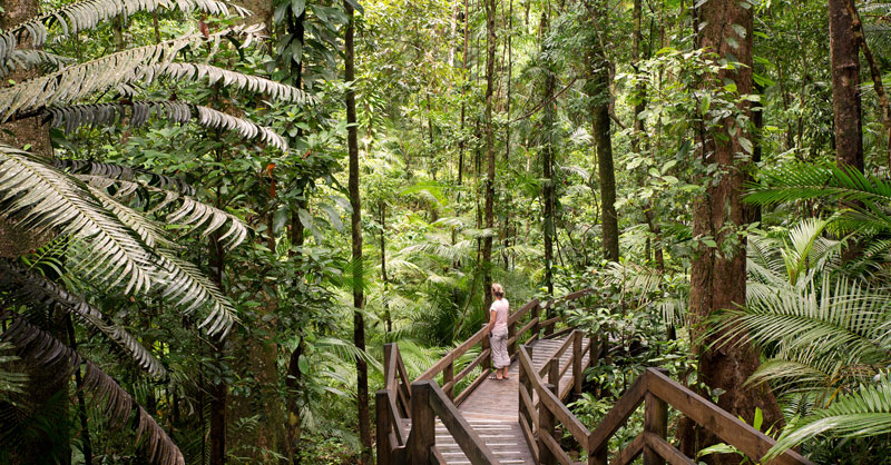 Daintree