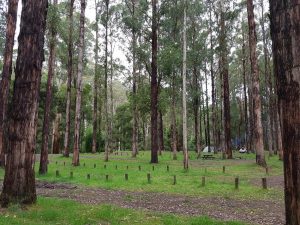 Best Places Camp Great Ocean Road Dandos Free Campground